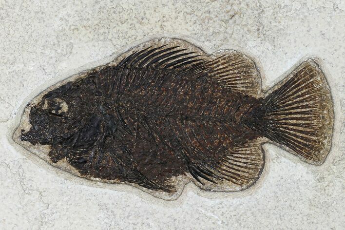 Fossil Fish (Cockerellites) - Wyoming #158583